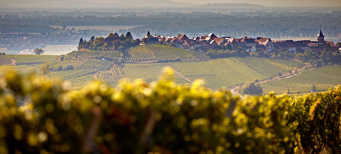 Le Vignoble