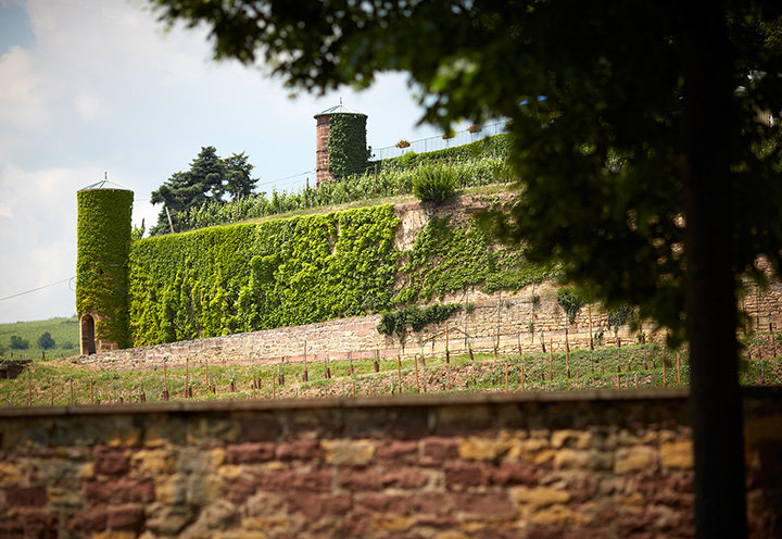 Clos du château Isenbourg