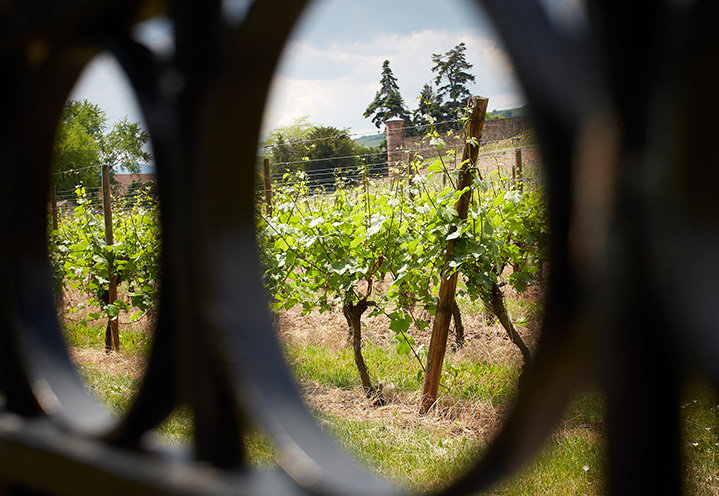 Clos du château Isenbourg