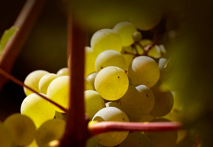 Le Vignoble